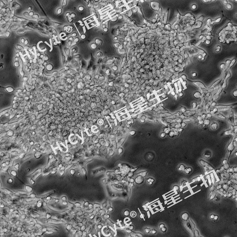 小鼠肺癌細胞(LLC)